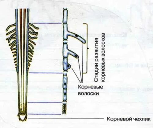 Корневые волоски 6 класс биология. Корневой чехлик и волоски. Строение корневого волоска. Корневые волоски под микроскопом строение.