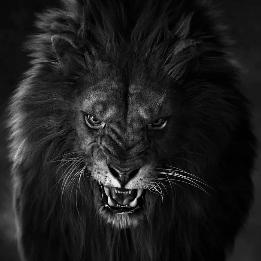 Pin by Avrtatiana on Big cats Pets drawing, African animals, Animals beautiful