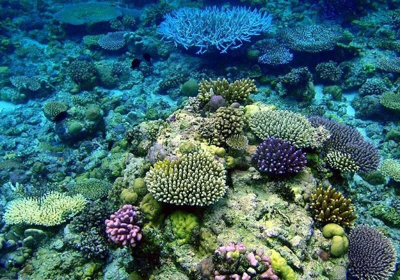 Подводный мир водоросли. Атлантический океан коралловый риф. Бентосные водоросли. Морские лилии силур. Подводный мир кораллы.