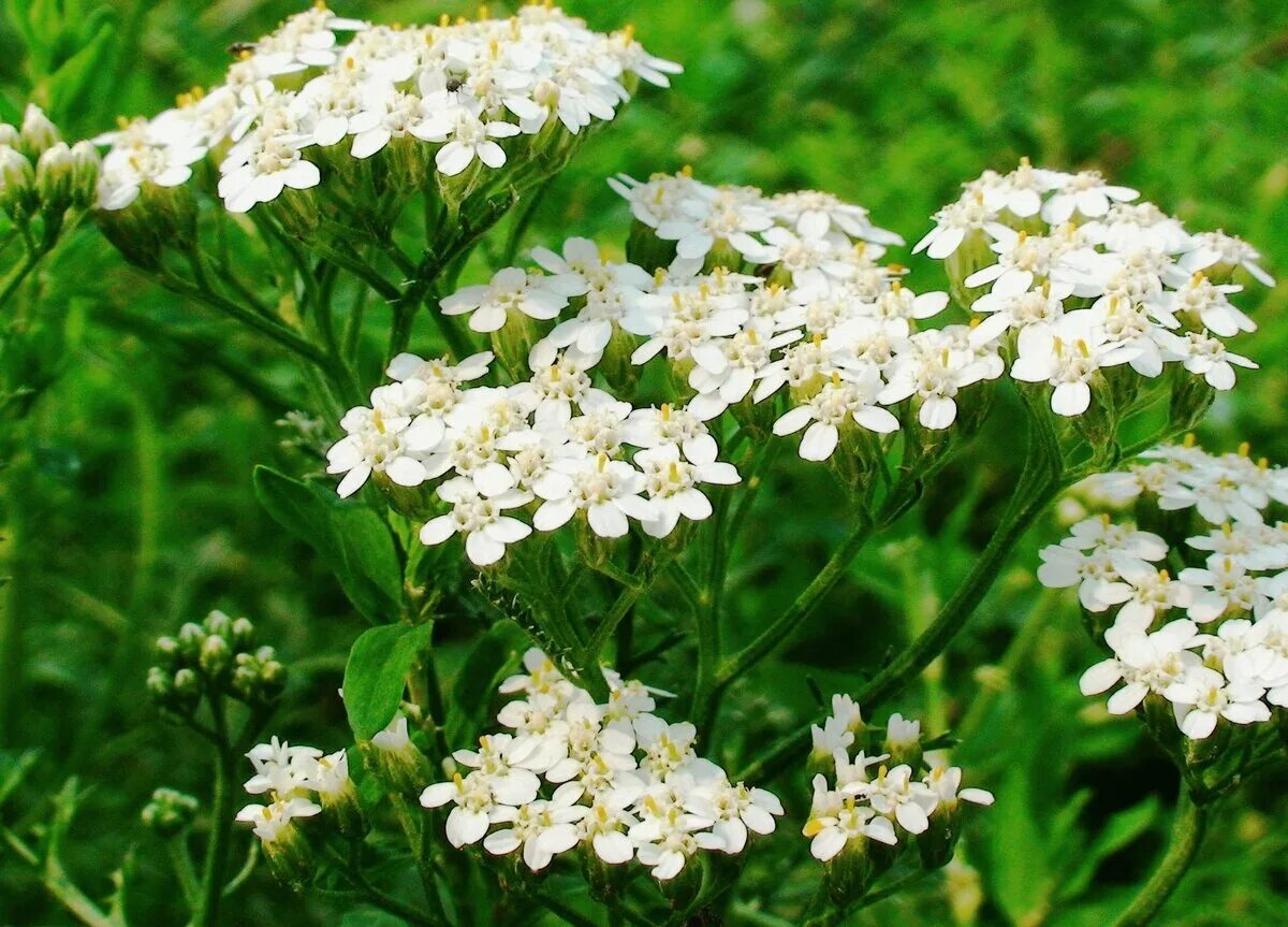 Тысячелистник обыкновенный (achillea millefolium l. Тысячелетники. Тысячелистник обыкновенный цветок. Тысячелистник обыкновенный цветок. Тысячелистник ахиллея.