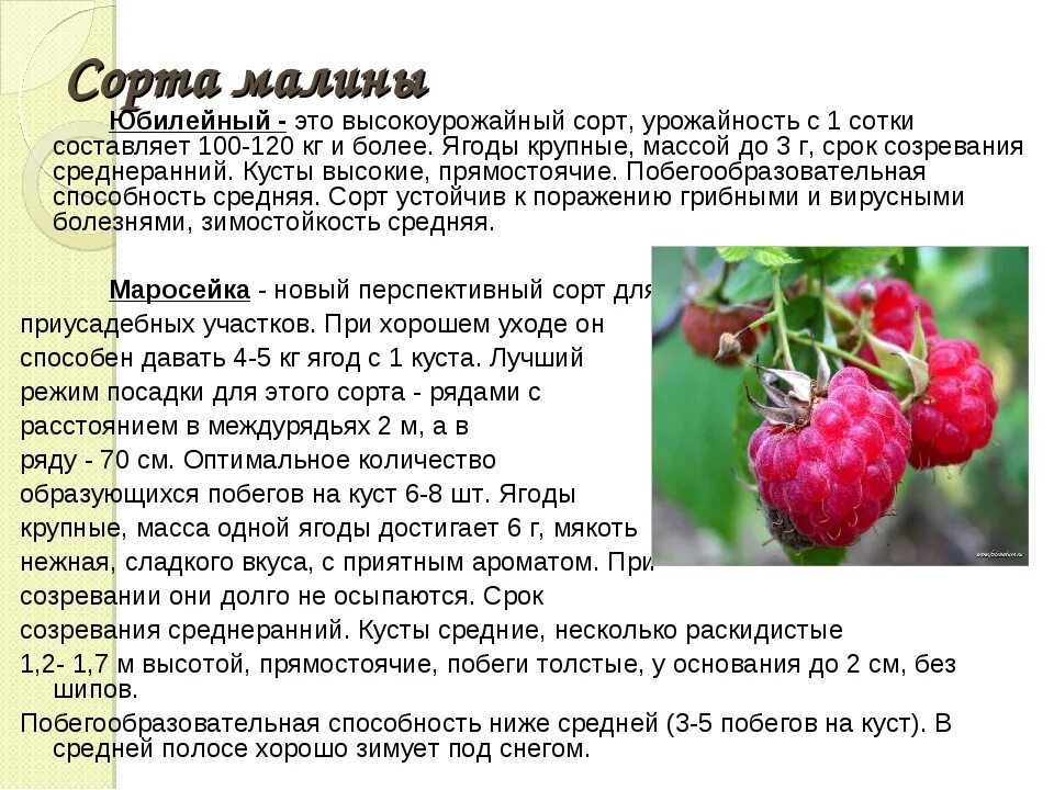 С какого возраста можно ребенку малину