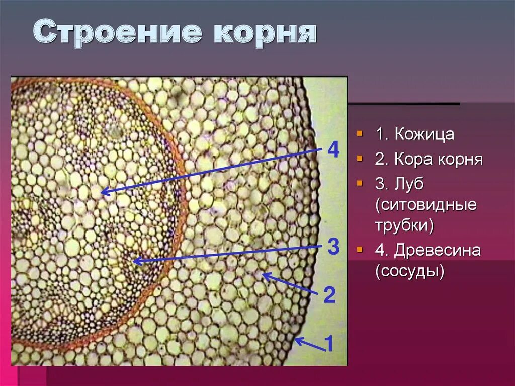 Строение первичной коры корня. Срез коры корня. Внутреннее строение корня поперечный срез. Микроскопическое строение корня. Кожица какая ткань у растений