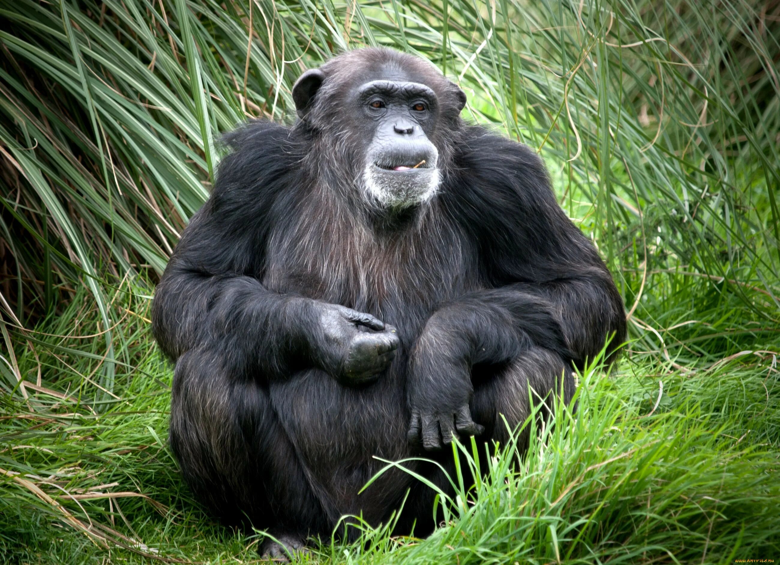 Самая человекообразная обезьяна. Шимпанзе. Человекообразные обезьяны. Антропоидные обезьяны. Африканские человекообразные обезьяны.