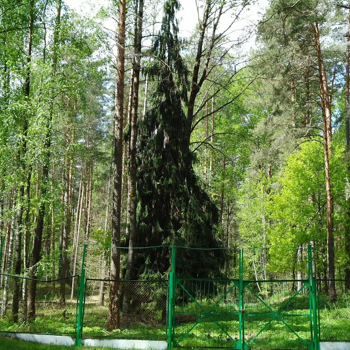 Поселок жудерский орловская область. Жудерский Орловская область. Хотынецкий район Жудерский. Орловское Полесье район поселок Мымрино. Хотынецкий природный парк.