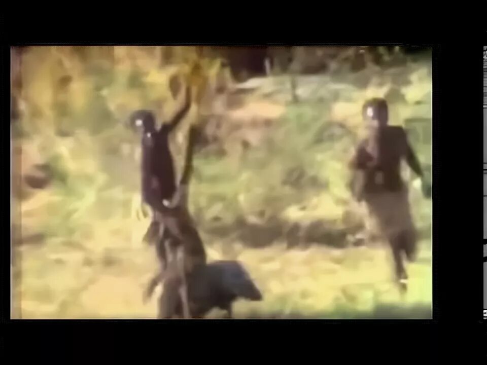 Обезьяны на кабане видео. Обезьяна катает на кабане. мартышка на кабане. обезьяны скачут на кабанах видео.