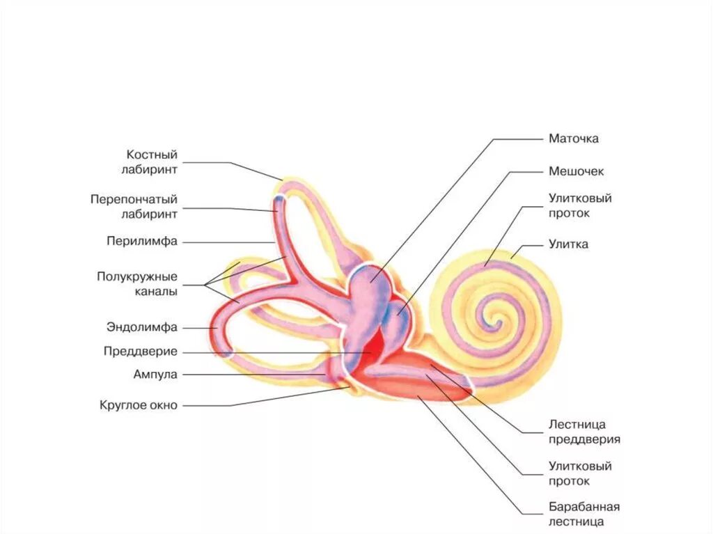 Внутреннее ухо строение улитки. Строение внутреннего уха эндолимфа. Перепончатый Лабиринт внутреннего уха схема. Строение костного и перепончатого Лабиринта внутреннего уха. Внутреннее ухо кровообращение