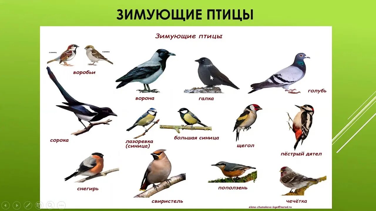 Перелетные птицы коми