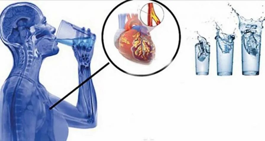 Воды перед смертью. Пьет воду анатомия. Человек пьет воду анатомия.