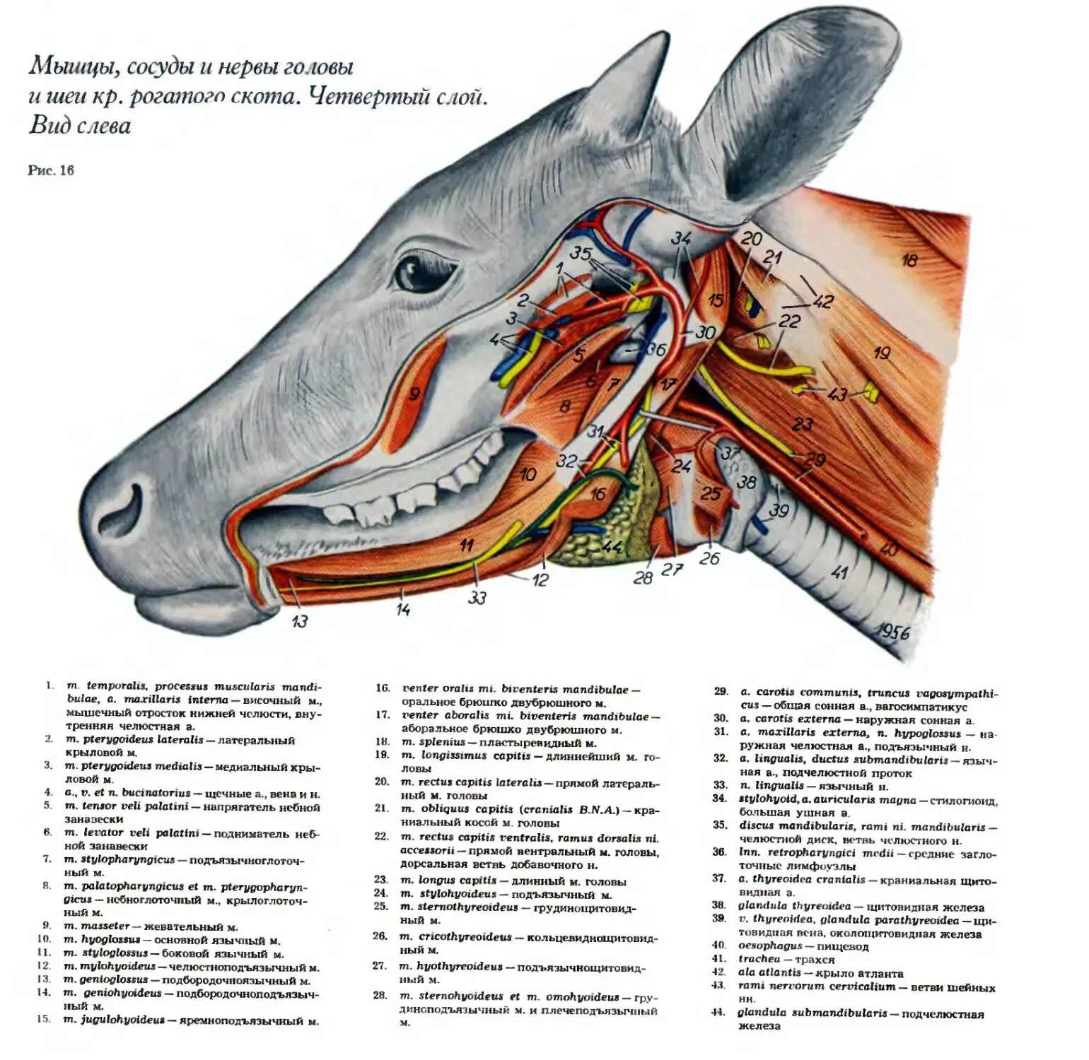 Строение КРС анатомия. Анатомия шеи КРС. Мышцы головы крупного рогатого скота. Строение мышц КРС.