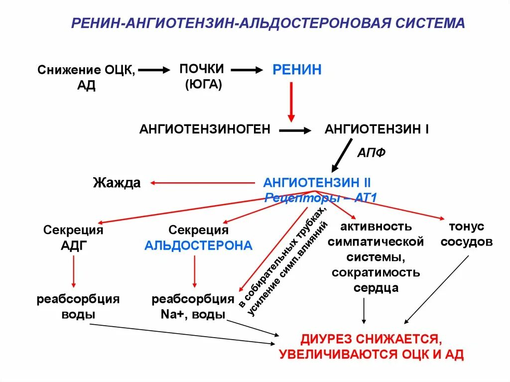 Кортизол креатинин. Схема ренин-ангиотензин-альдостероновой системы РААС. Ренин альдостерон ангиотензиновая система схема. Ренин-ангиотензиновая система биохимия схема. Схема ренин-ангиотензин-альдостероновой системы регуляции.