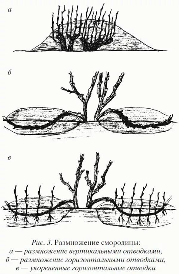 Как размножить смородину от куста. Черенками смородины отводками крыжовник. Черенкование черной смородины весной. Посадка смородины отводками. Размножение смородины отводками.