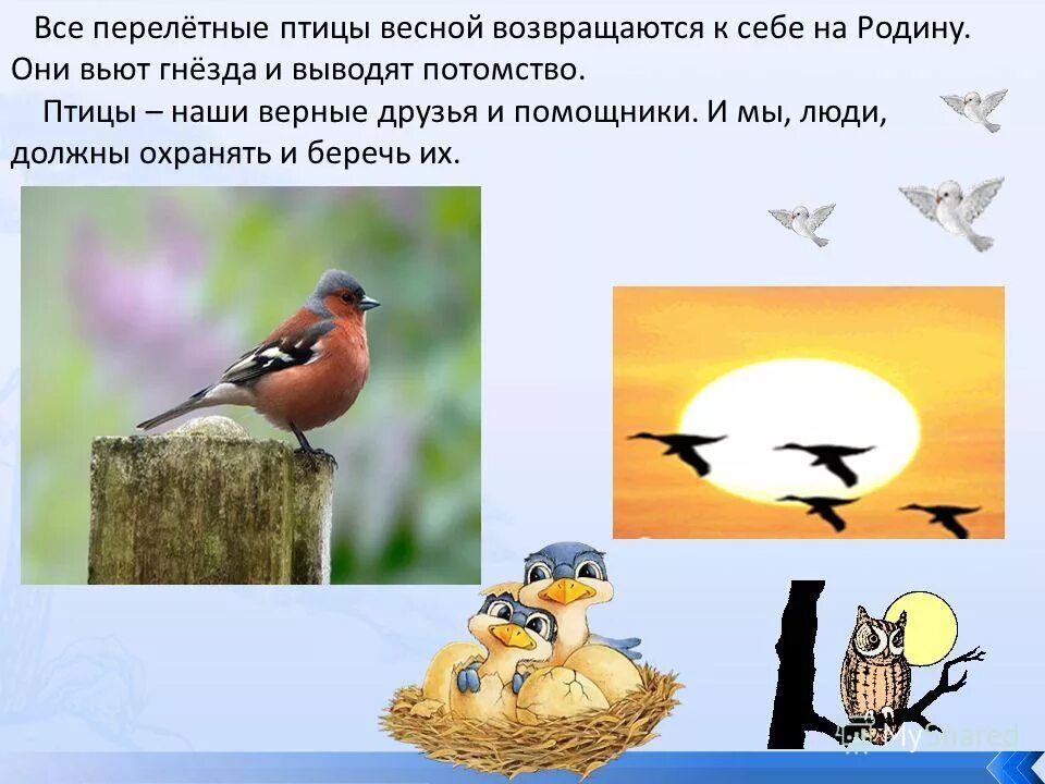 Птицы весной презентация
