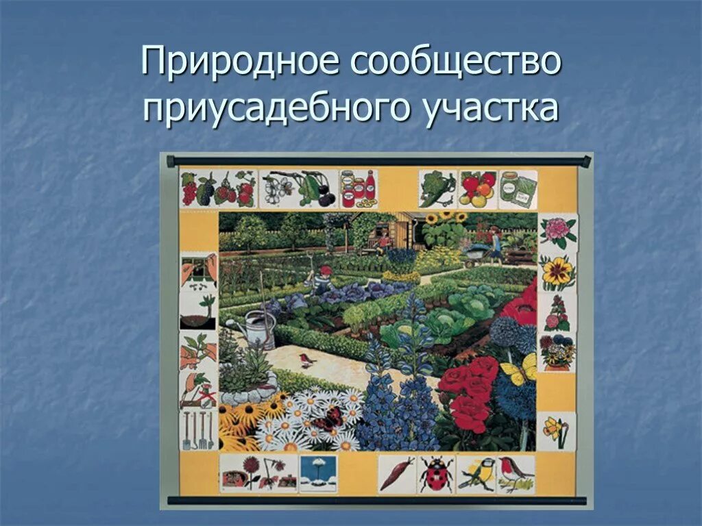 Природные сообщества. Природное сообщество сад. Магнитный плакат природное сообщество приусадебного участка. Рассказ о сообществе сад.