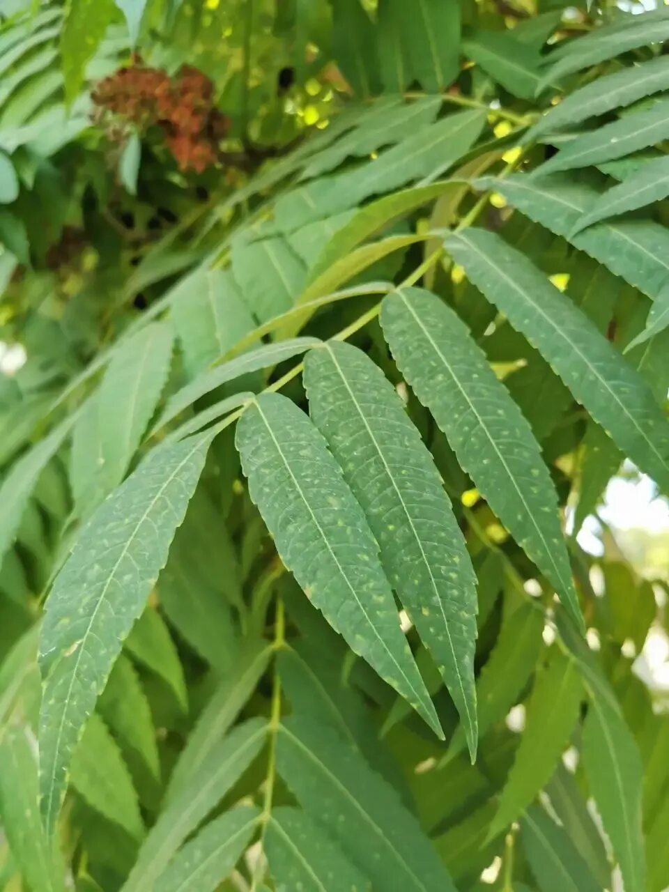 Сумах семена. Сумах дубильный (Rhus coriaria. Сумах дубильный – Rhus coriaria l.. Сумах дубильный Фармакогнозия. Семена сумаха дубильного.