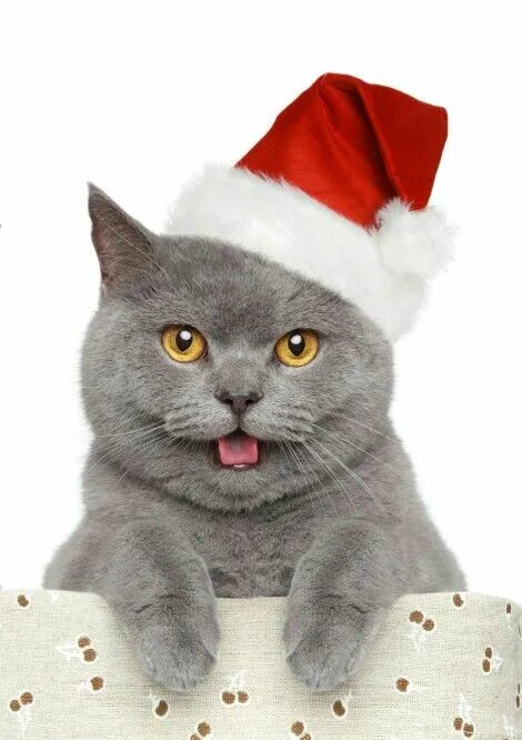 Кот в новогодней шапочке мем Pin on Grumpy Cat