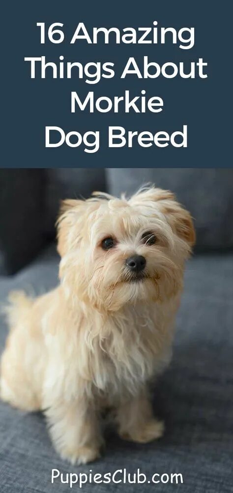 Morkie breed. Морки йорктиз. Щенок морки йорктиз. Морки йорктиз. Morkie порода собак.