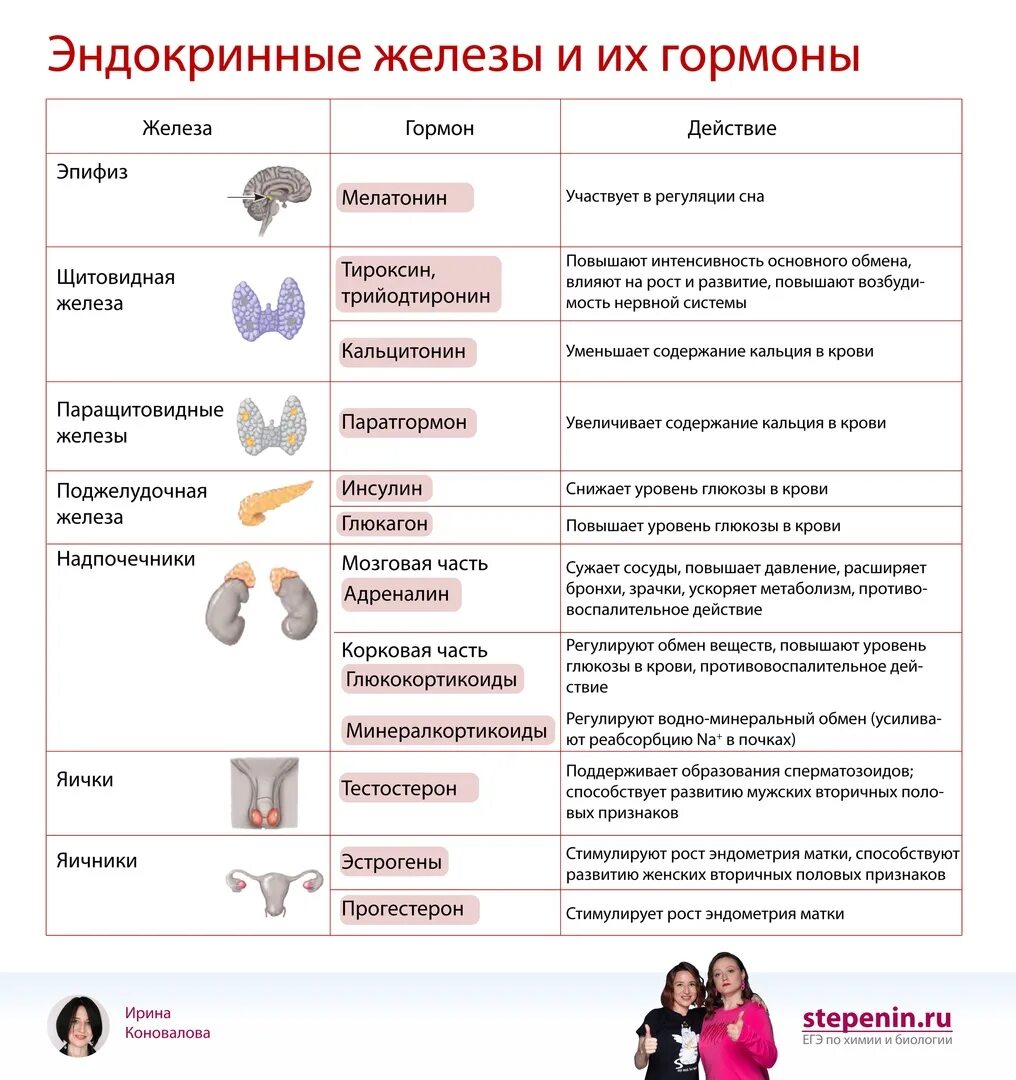 Функции. Железы внутренней секреции. Эндокринные железы егэ. Схема желез эндокринной системы. Таблица функции желез внутренней секреции функции.
