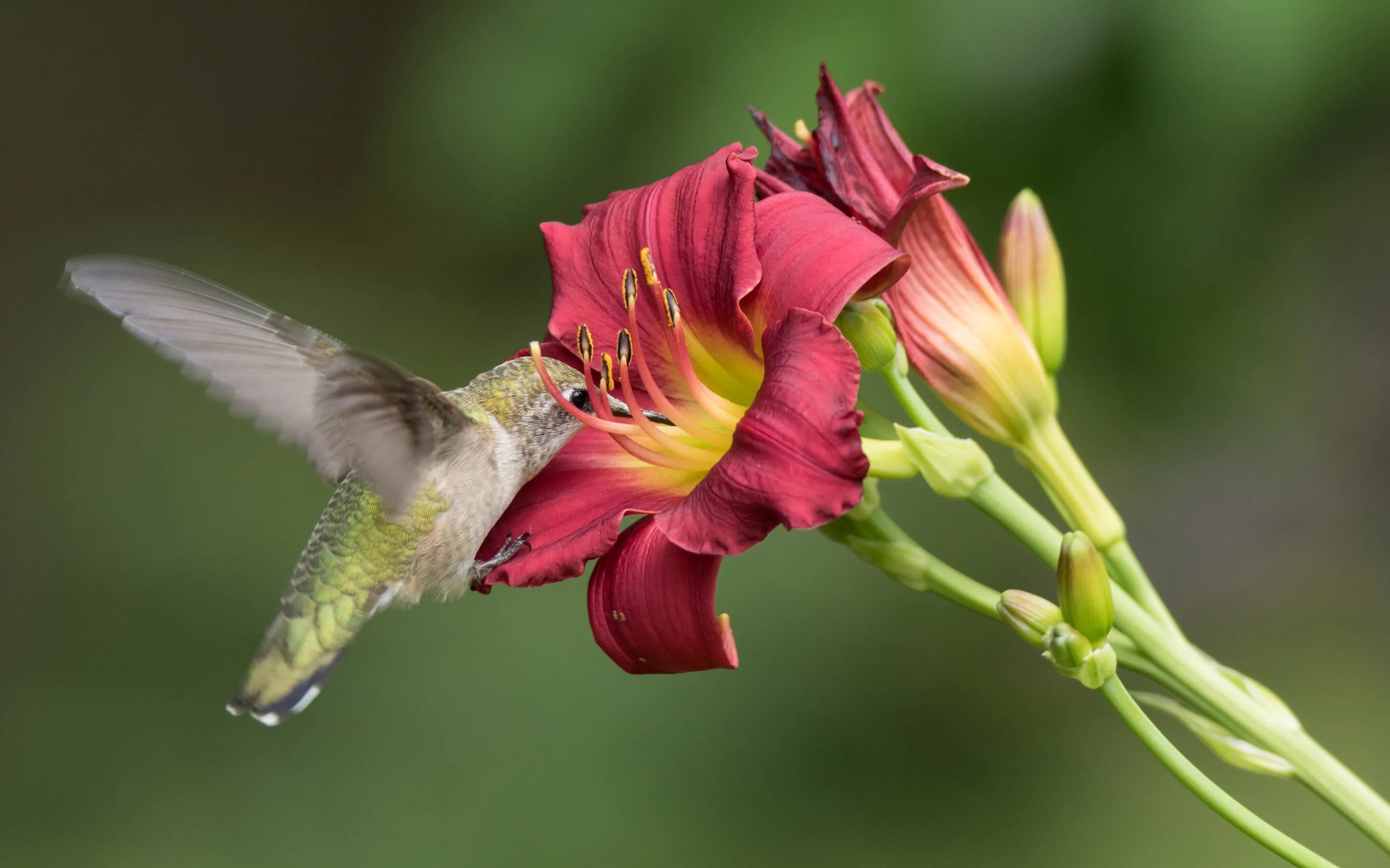 Колибри нектар. Колибри самец. Вильсонара Колибри Рэд. Колибри птица собирает нектар. Колибри и цветок.