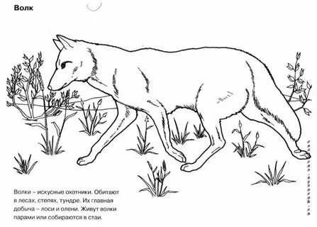 Красная книга животные и растения раскраска