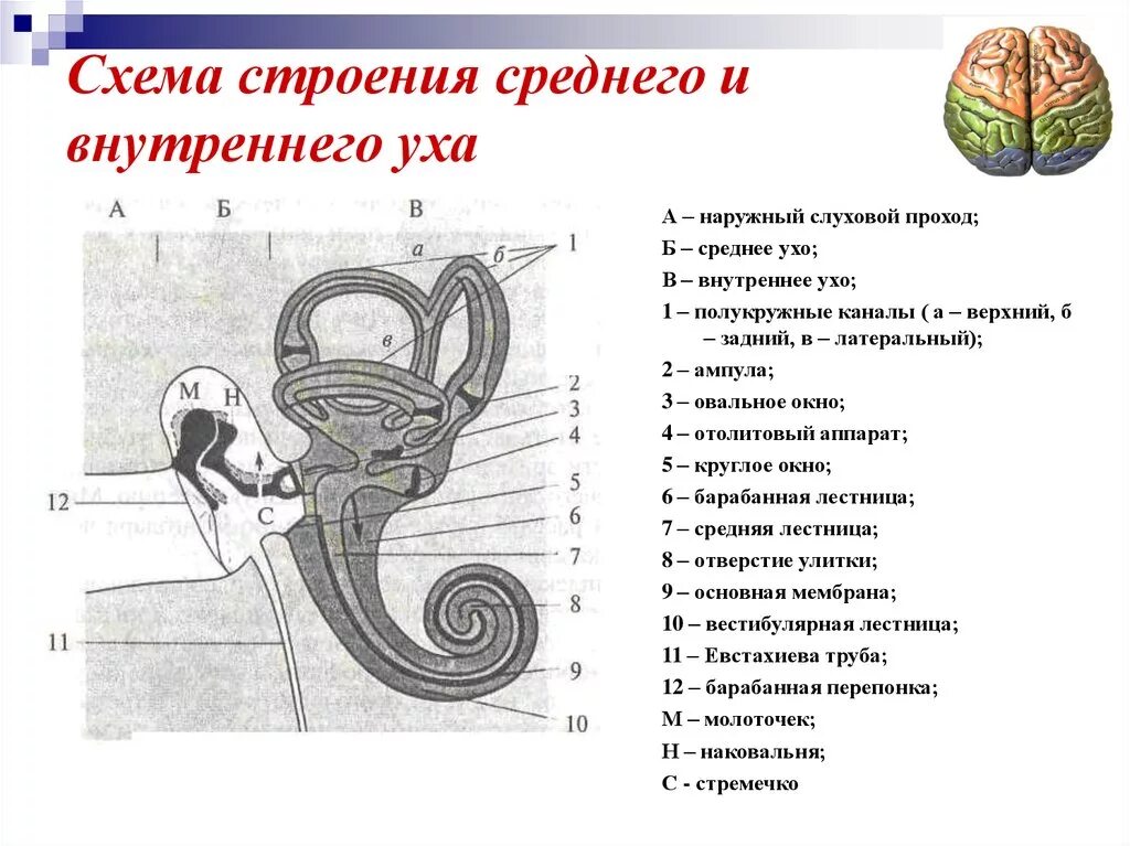 Схема строения наружного среднего и внутреннего уха. Схема строения внутреннего уха. Строение среднего и внутреннего уха анатомия. Схема строения внутреннего уха анатомия.