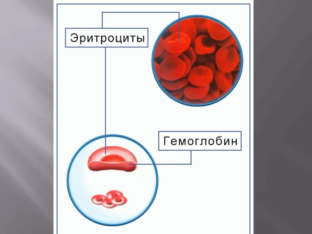 Строение эритроцита человека. Строение клетки гемоглобина схема. Строение эритроцита и гемоглобина. Эритроциты гемоглобин железо. Эритроцит схема строения.