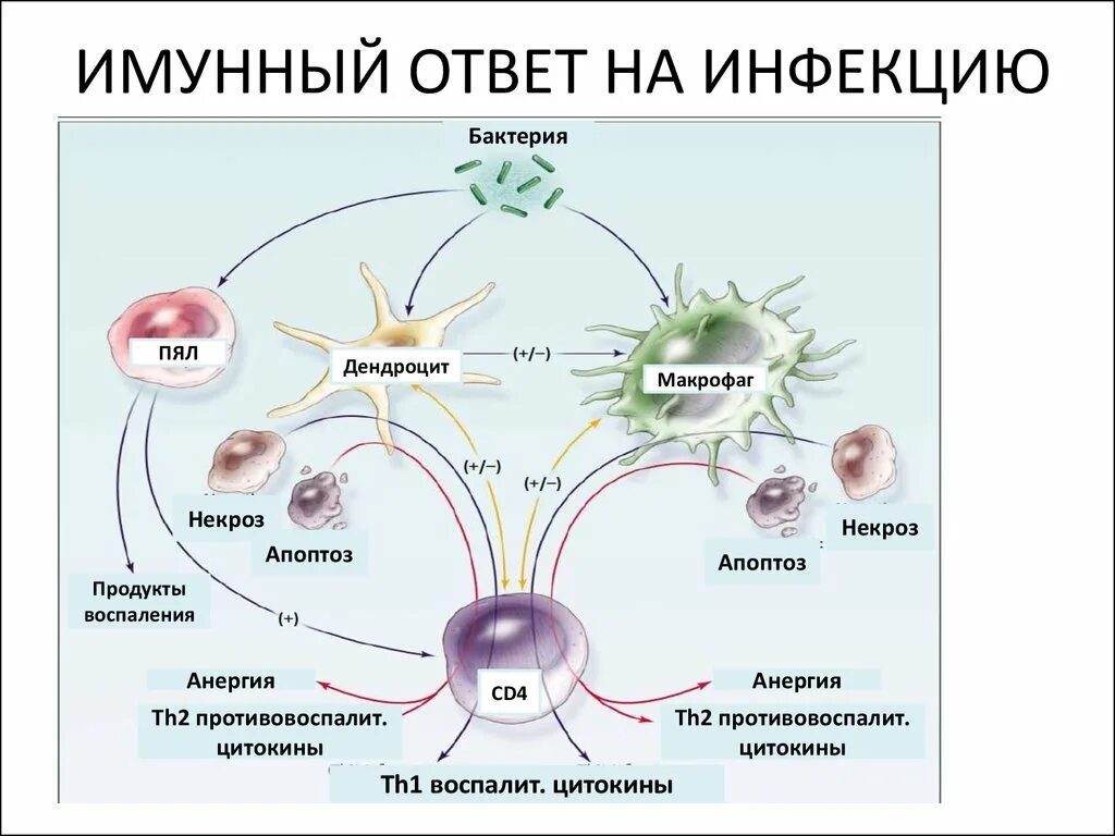 Схема иммунного ответа иммунология. Схема иммунного ответа при вирусной инфекции. Схема иммунной реакции при вирусной инфекции. Схема иммунного ответа на вирус. Макрофаги иммунитет