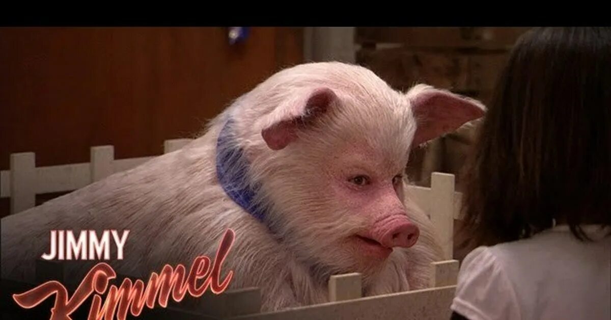 Арло: говорящий поросёнок фильм 2016 кадры. Арло говорящий поросёнок. Свинки говорят. Боевая картиночка свинья. Свинки говорят.