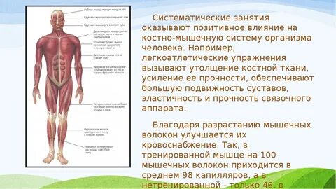 Мышечная система и физические упражнения