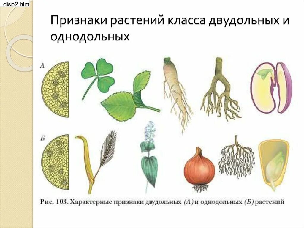 Цветок класса двудольных