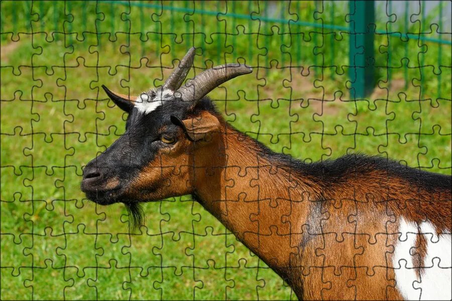 Gämsfarbige Gebirgsziege Goat paintings, Alpine goats, Black and white photograp