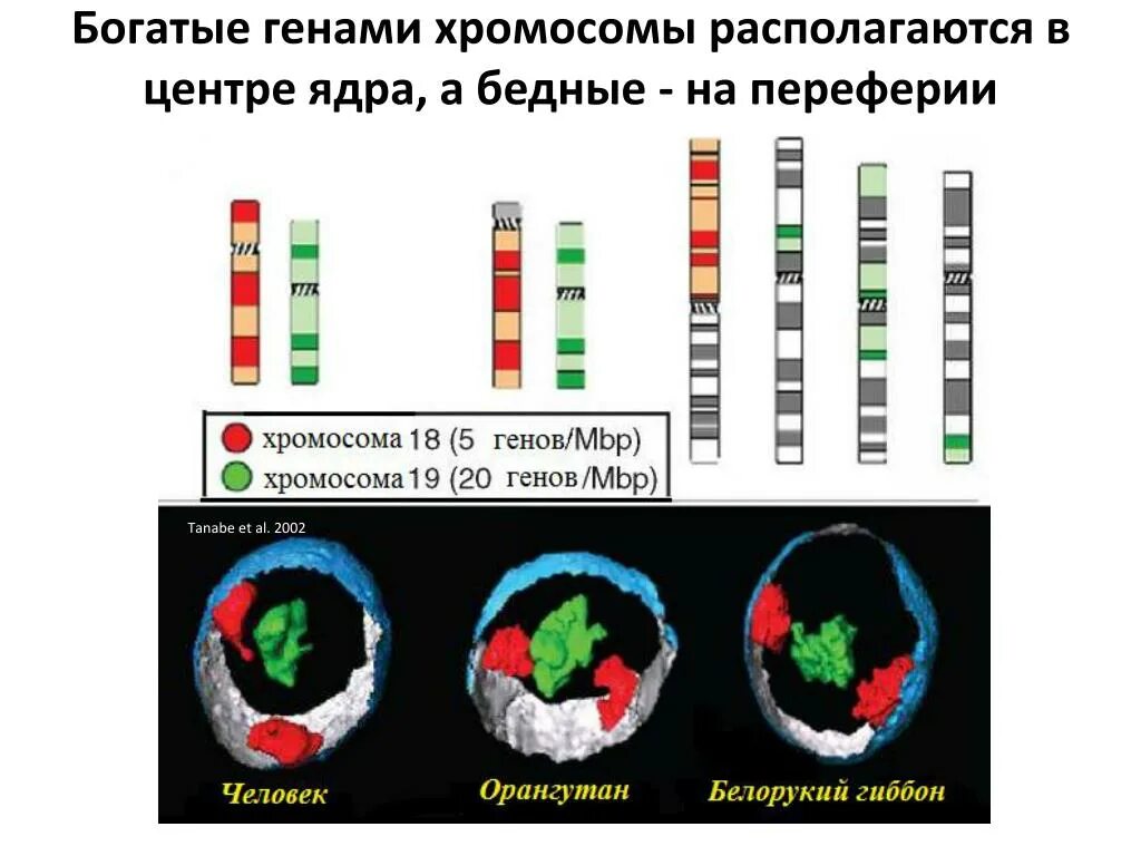 Группа генов расположенных в одной хромосоме. Гены и хромосомы. Гены в хромосомах располагаются. Расположите гены в хромосомах. Ген хромосома геном.