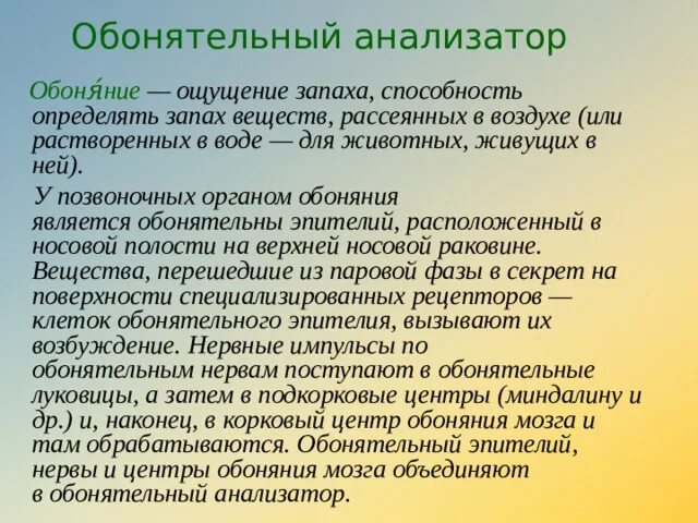 Обонятельный анализатор. Функции обонятельного анализатора. Обонятельный анализатор строение и функции. Значение обонятельного анализатора. Обонятельный анализатор 8 класс