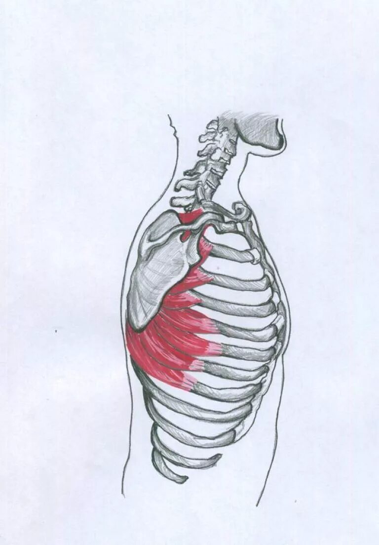 Serratus anterior мышца. Передняя зубчатая мышца анатомия. Передняя зубчатая мышца крепление. M serratus anterior прикрепление.