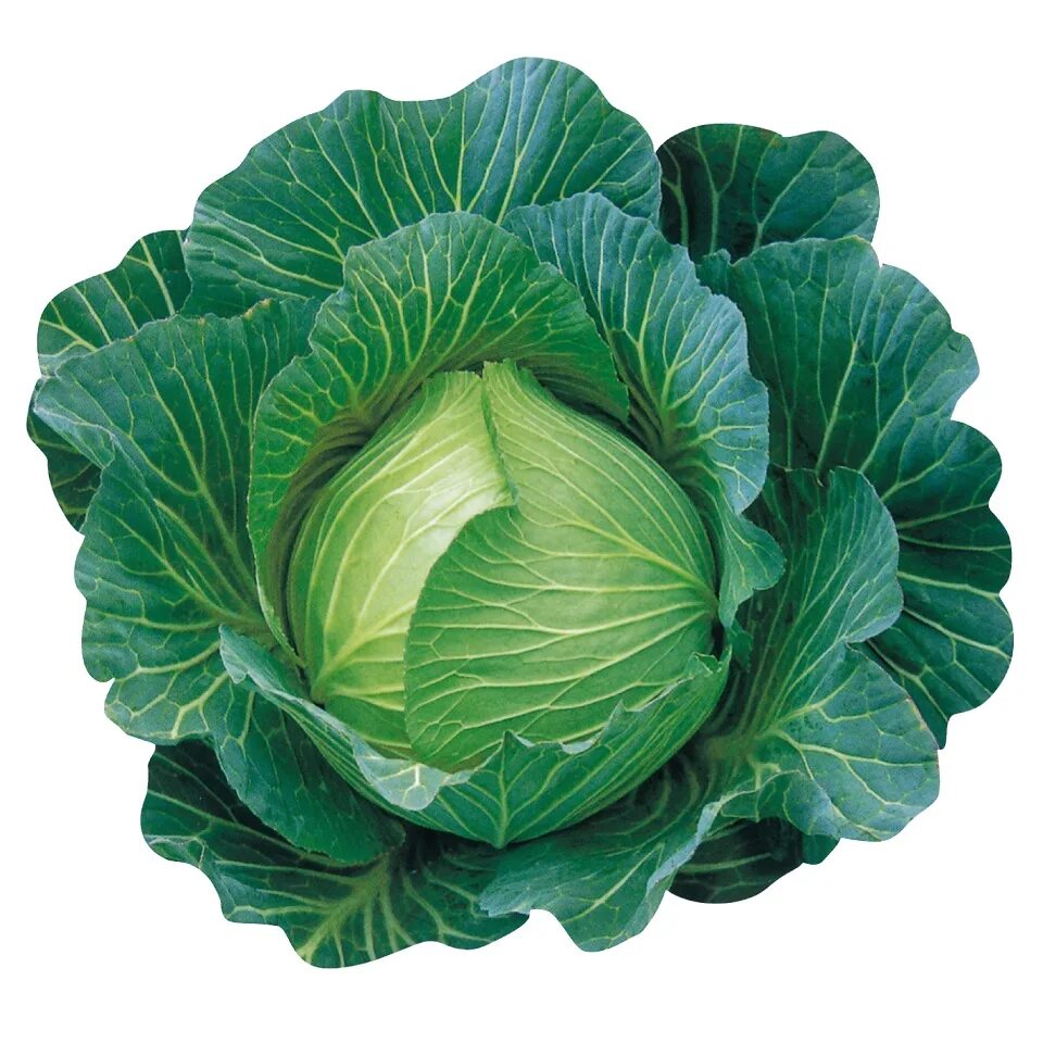 Ай капуста. Капуста комацуна грин. collard greens (brassica oleracea. лахана листья.