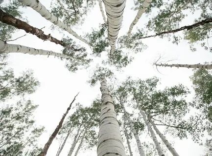 Серебряная береза