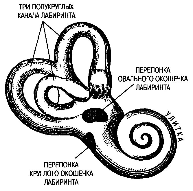 Три канала улитки. Улитка вестибулярный аппарат. Полукружные каналы внутреннего уха рисунок. Лабиринт вестибулярный аппарат. Строение улитки уха.