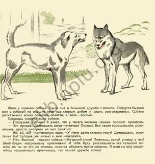 Как отличить волка от собаки по внешнему