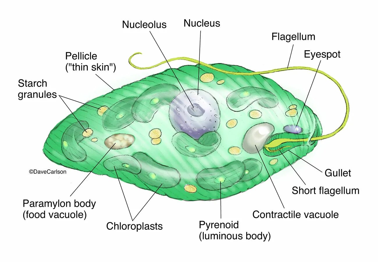 Эвглена. Эвглена зеленая. Строеник эвглены зелёной структура клетки. Органоиды эвглены зеленой.