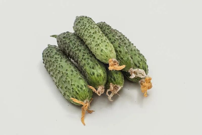 Огурец темп f1 (10 шт) семко. Семена огурец темп f1 5шт. Семена огурцов для сибири. Огурец темп f1 (10 шт) семко. Огурец темп f1 (10 шт) семко.