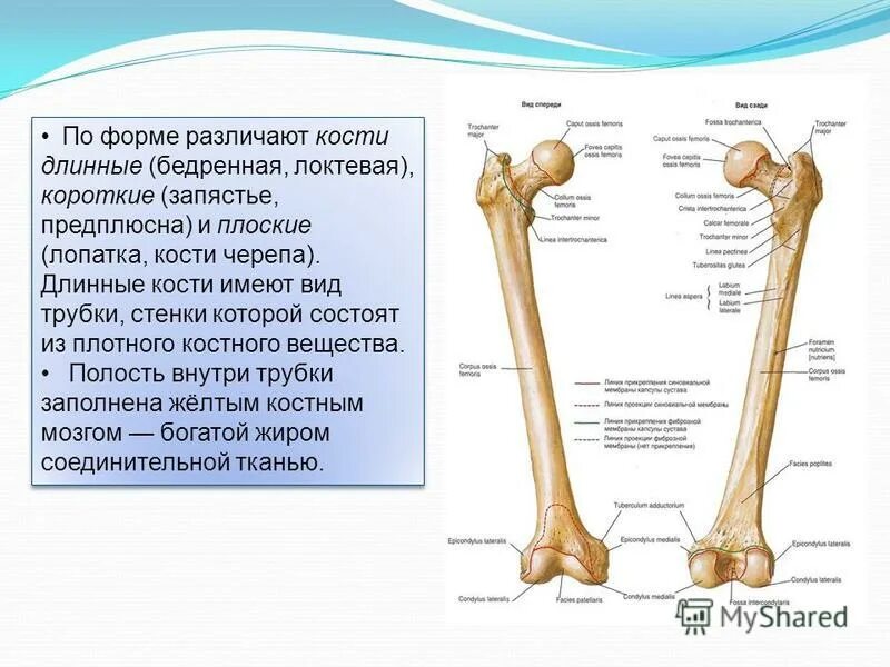 строение верхних конечностей человека анатомия. чем различаются кости руки и ноги. перечислите кости верхней конечности человека. чем различаются кости руки и ноги. чем различаются кости руки и ноги.