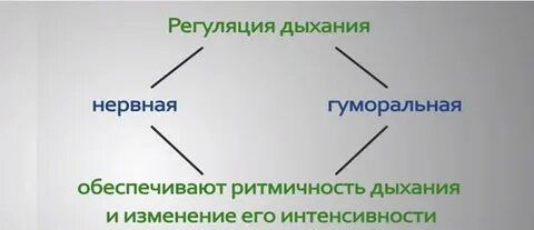 Регуляция дыхания охрана воздушной среды 8 класс