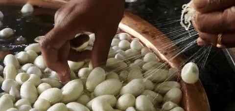 Производство шелка где