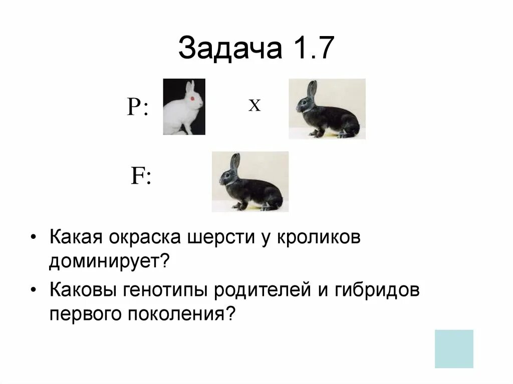 Моногибридные задачи. Задачи на моногибридное скрещивание. Задачи на скрещивание. Задачи по генетике кролики. Ген короткой шерсти а у кошек доминирует