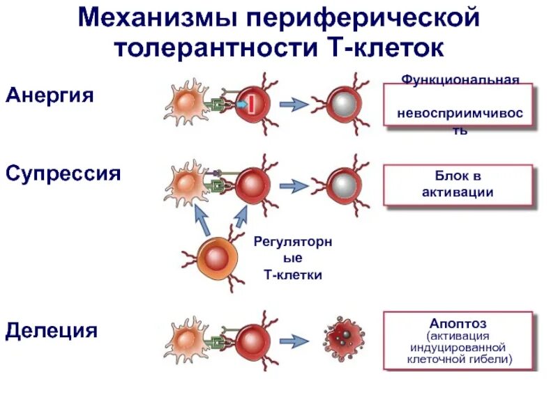 Регуляторные т клетки. Механизмы периферической иммунной толерантности. Механизмы центральной иммунной толерантности. Механизмы формирования центральной иммунной толерантности. Механизмы формирования иммунологической толерантности.