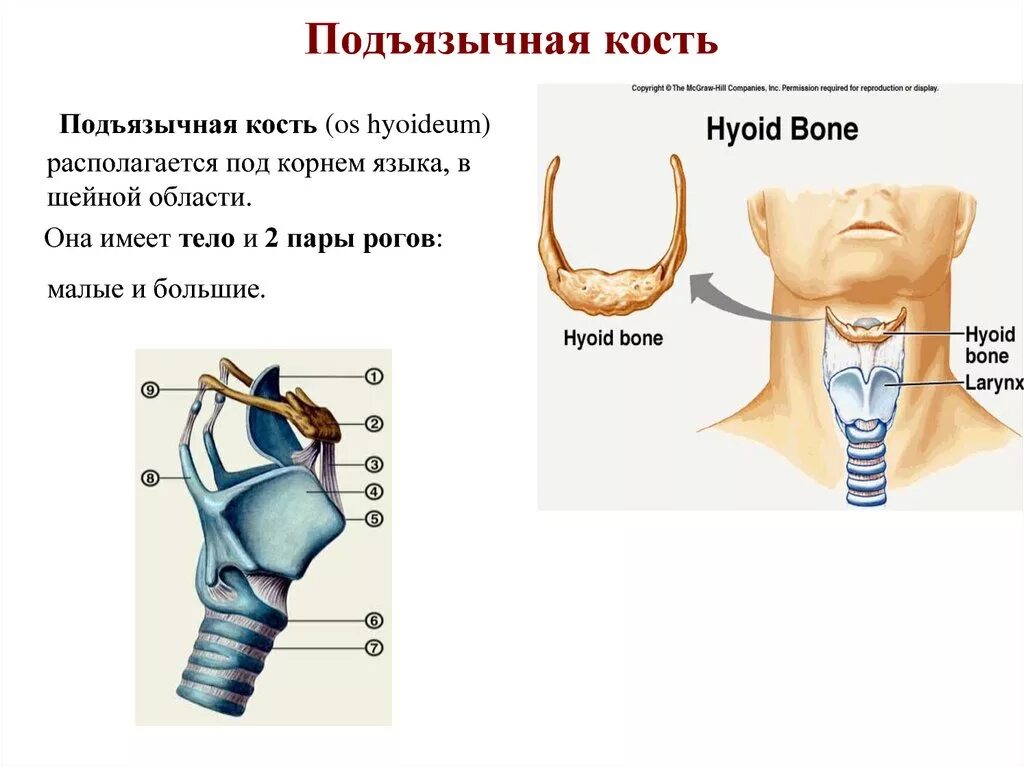 Где находится подъязычная кость. Подъязычная кость анатомия человека функции. подъязычная кость (os hyoideum). подъязычная кость билич. подъязычная кость черепа анатомия человека.