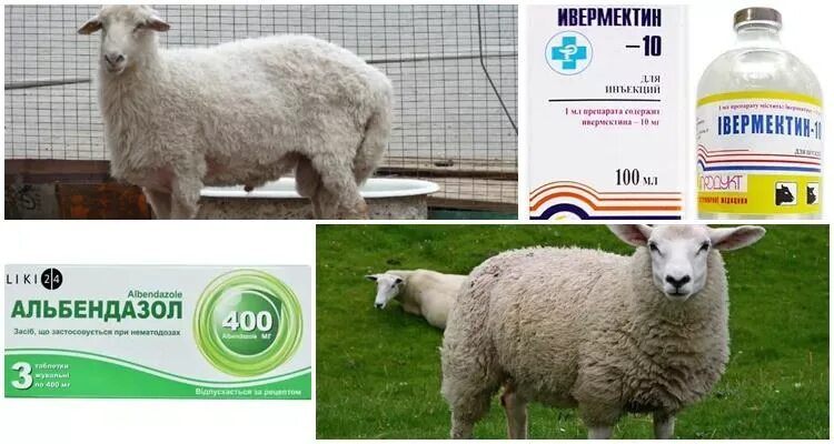 Лекарство от поноса баранам. Беломышечная болезнь молодняка телят. Колибактериоз молодняка крс. Заболевания овец беломышечная болезнь. Понос у ягнят.