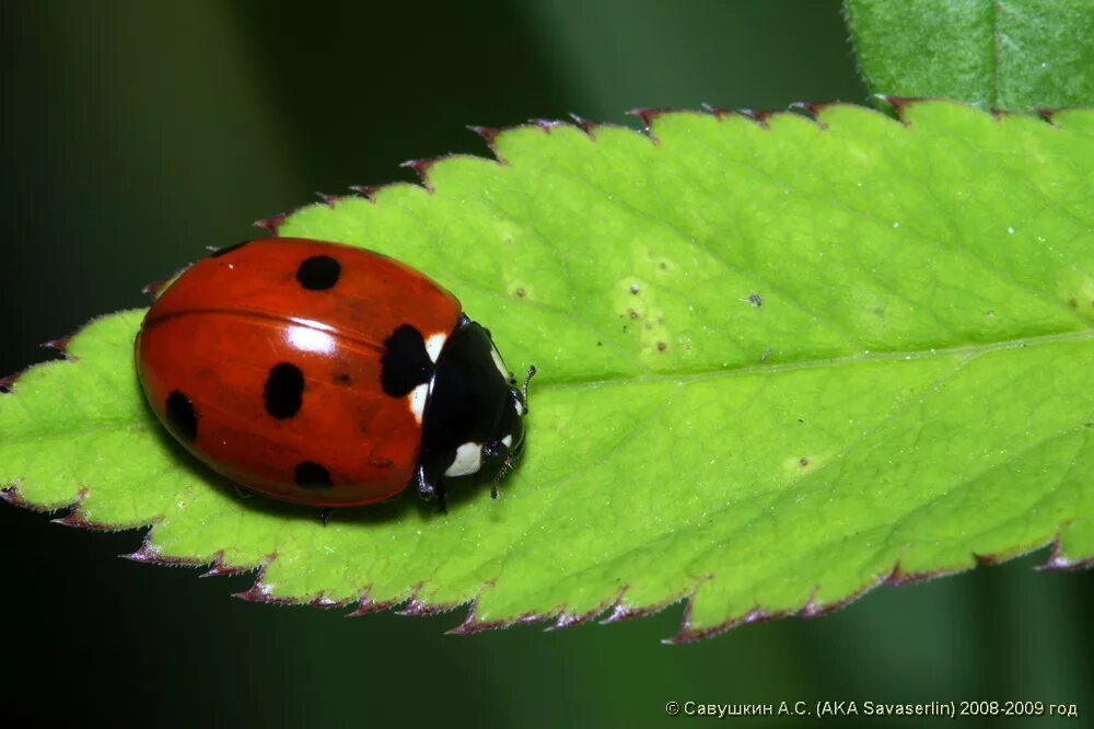 Семиточечная коровка. Семиточечная Божья коровка. Coccinella septempunctata (коровка Семиточечная). 7 Точечная Божья коровка.