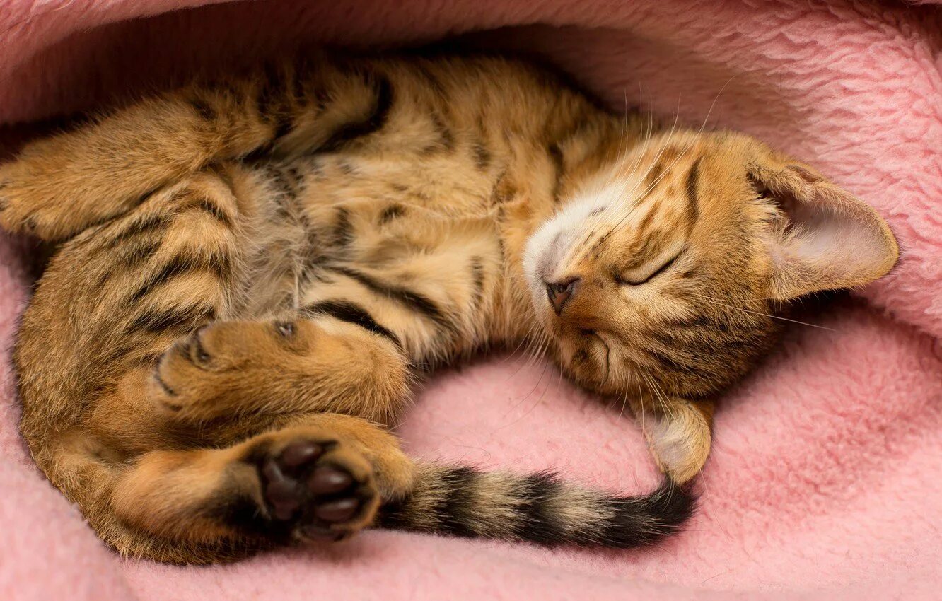 Спящий котенок. Кот спит. киса спит. киса лежит. лежит котенок спящий.