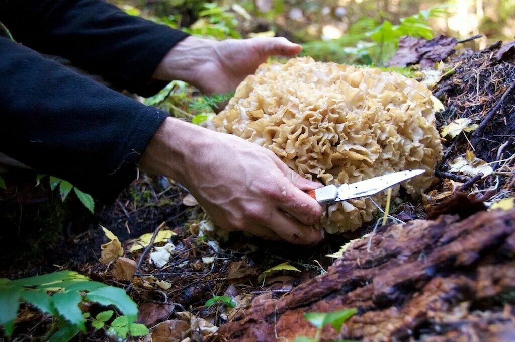 Белый гриб корень. Корень белого гриба. Корни грибов фото. Грибы мацутакэ Геншин. Корни грибов большие.
