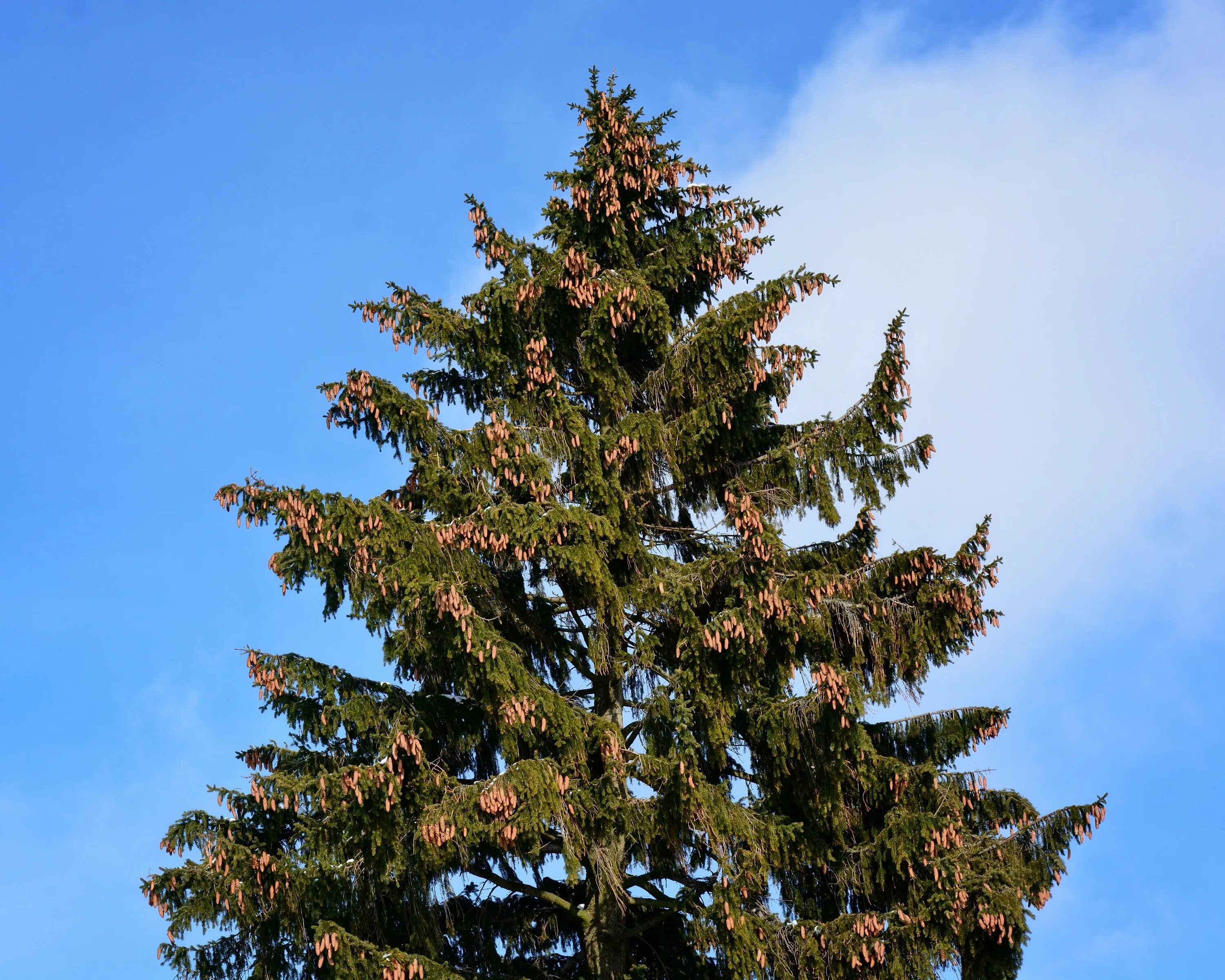 Картинка дерева ели. Ель обыкновенная Лесная. Picea orientalis Aureospicata ель Восточная Ауреоспиката. Ель обыкновенная габитус. Ель Балатон.